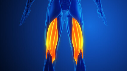 Hamstring Training Simplified: Essential Exercises for Stronger Legs